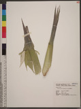 Bambusa edulis (Od...