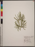Lycopodium complanatum L. al