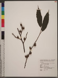 Ficus sarmentosa Buch.-Ham. ex J. E. Sm. var. nipponica (Franch. & Sav.) Corner Vۺh