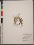 Moehringia trinervia (L.) Clairv. Tߺت