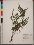 Adiantum hispidulum Sw.