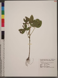 Glycine max (L.) Merr. subsp. formosana (Hosokawa) Tateishi & Ohashi OWj