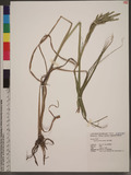 Paspalum urvillei Steud. d