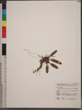 Bulbophyllum pectenveneris (Gagnep.) Seidenf. Aرä