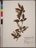 Salix warburgii O. Seem. h