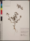 Chenopodium acuminatum Willd. subsp. virgatum (Thunb.) Kitamura ܸ