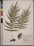 Goniophlebium mengtzeense (H. Christ) Rodl-Linder