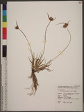 Pycreus polystachyos (Rottb.) P. Beauv. hW