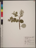 Vitex rotundifolia L. f. 海埔姜