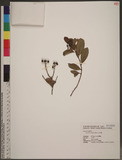 Morinda parvifolia Bartl. ]