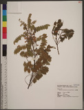 Millettia pulchra (Benth.) Kurz var. microphylla Dunn p