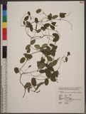 Galactia tenuiflora (Klein ex Willd.) Wright & Arn. ӪŨ