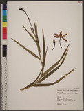 Arundina graminifolia (D. Don) Hochrentiner 