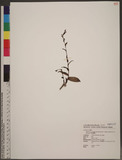 Platanthera mandarinorum Reichb. f. subsp. formosana Lin et Inoue f