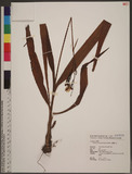 Bletilla formosana (Hayata) Schltr. OWդ