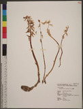 Epipogium roseum (Don) Lindl. 泛亞上鬚蘭