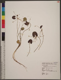 Nymphoides lungtanensis S. P. Li , T. H. Hsieh & C. C. Lin sc