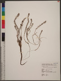 Myriophyllum ussuriense (Regel.) Maxim. QĬEĦ