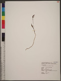 Didymoplexis micradenia (Rchb. f.) Hemsl.