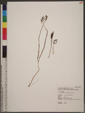 Didymoplexis micradenia (Rchb. f.) Hemsl.