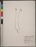 Didymoplexiella siamensis (Rolfe) Seidenf.