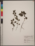 Theligonum formosanum (Ohwi) Ohwi & Liu OW֪