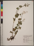 Tiarella polyphylla D. Don K