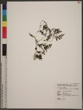 Hymenophyllum holochilum (v. d. B.) C. Chr. nvp