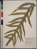 Phymatodes scolopendria (Burm. f.) Ching P