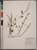 Rorippa globosa (Turcz. ex Fisch. & C. A. Meyer) Hayek 