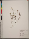 Lindernia anagallidea (Michx.) Pennell 