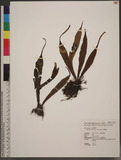 Belvisia mucronata (Fee) Copel. yL