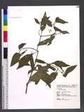 Solanum scabrum Miller.