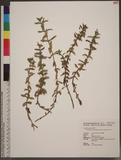 Limnophila aromaticoides Yuen P. Yang & S. H. Yen