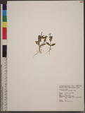 Lindernia ciliata (Colsm.) Pennell B