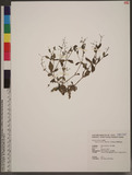 Lindernia viscosa (Hormem.) Boldingh ̪F