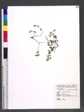 Justicia procumbens L. var. linearifolia Yamamoto U