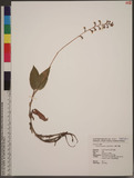 Hetaeria anomala (Lindl.) Rchb. f. B