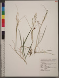 Agrostis clavata Trin. subsp. matsumurae (Hack. ex Honda) Tateoka Ūѿo