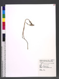 Gastrodia appendiculata C. S. Leou & N. J. Chung L񨪽b