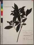 Tarenna gracilipes (Hayata) Ohwi ɤߪ