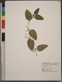 Smilax bracteata C. Presl n