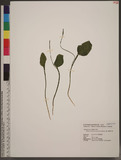 Ophioglossum austr...
