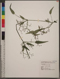 Rubia lanceolata H...