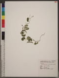 Galactia tenuiflora (Klein ex Willd.) Wright & Arn. ӪŨ