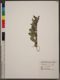 Glochidion puberum (L.) Hutchinson CYG