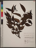 Glochidion lanceolatum Hayata ܰwCYG