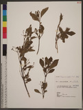 Premna microphylla Turcz. 臭黃荊