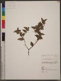 Damnacanthus indic...
