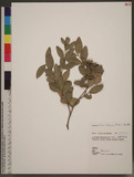 Buxus liukiuensis ...